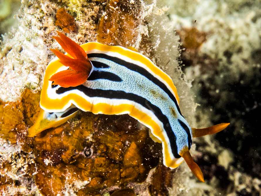 Heller & Thompson, 1983